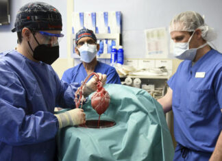 First Time Human Patient Receives Pig Heart