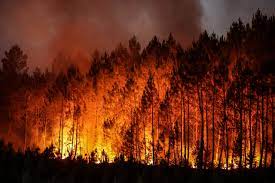 Fire, Friend or Foe? The Role of Fire in Forest Ecosystems