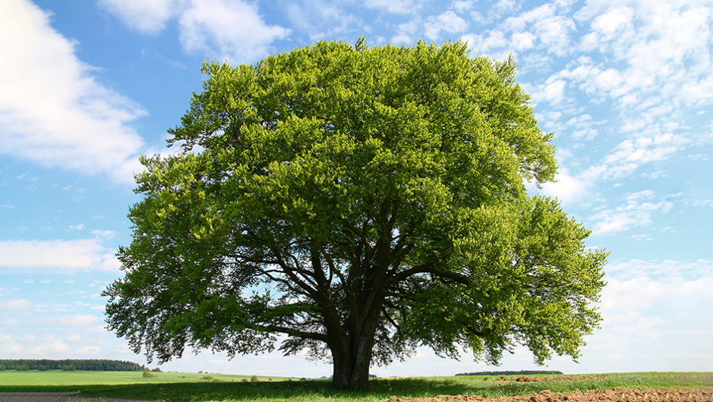 From Shade to Medicine: Unveiling the Secrets of Trees