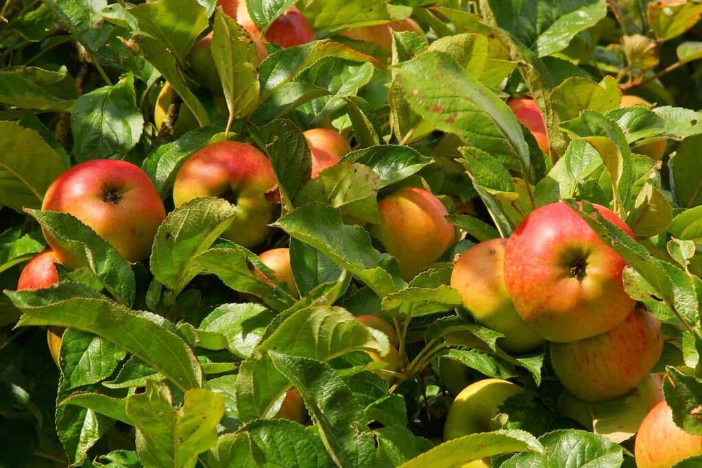 Kashmir Apples Thriving in Bangladesh