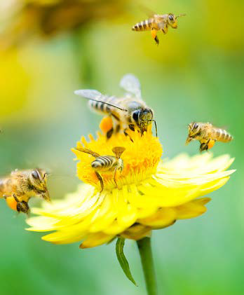 Honeybees: Nature's Masters of Unity and Diligence