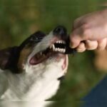 Govt declares Human Rabies a notifiable disease