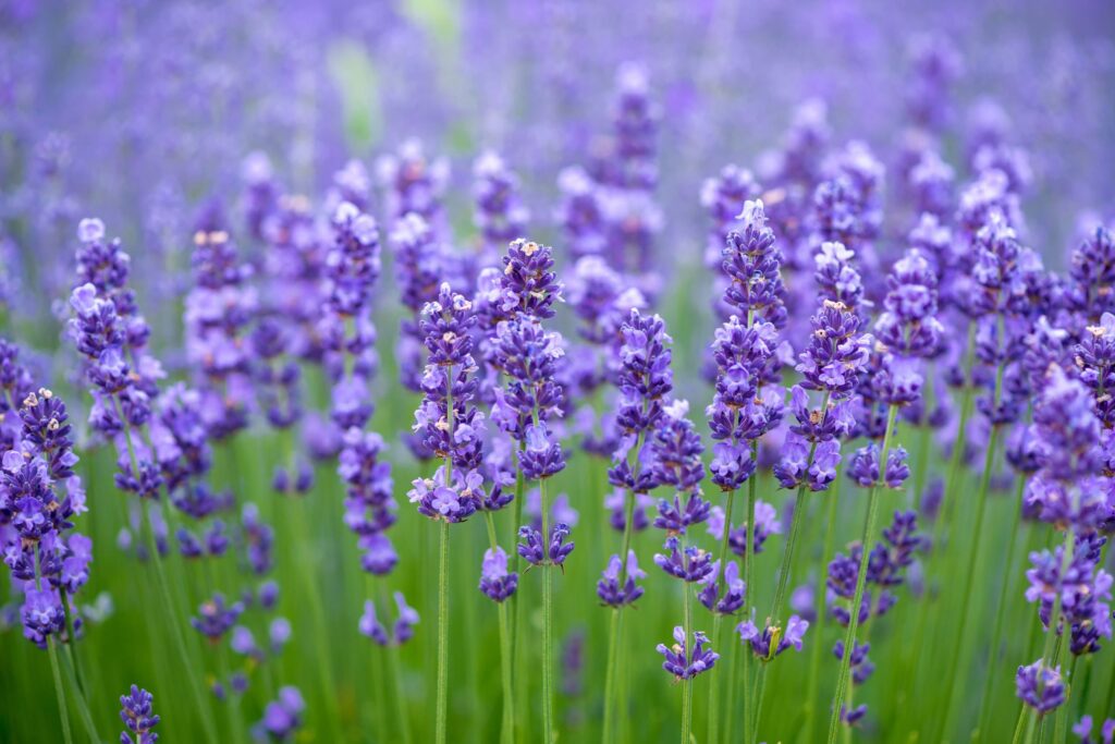 Bhaderwah Lavender: The Purple Gold of Jammu & Kashmir