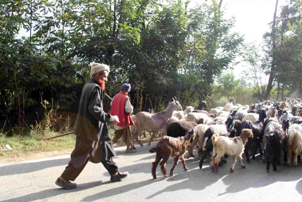 Agricultural Renaissance in Jammu Kashmir