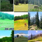 The Meadow of Many Moods