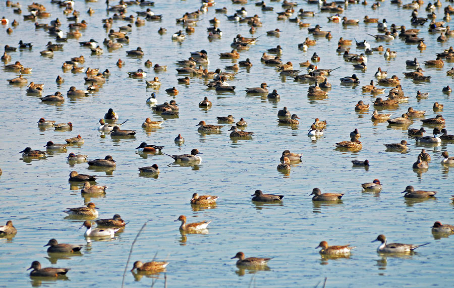 Wetland Revival Brings Record Migratory Influx to Valley