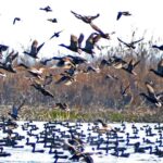 Wetland Revival Brings Record Migratory Influx to Valley
