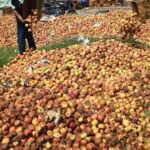 Highway Closure Chokes Kashmir’s Orchard Economy