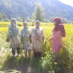 Women Lead Red Rice Revival in J&K
