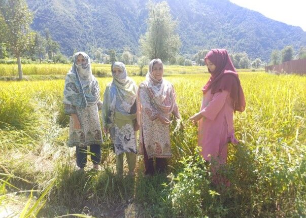 Women Lead Red Rice Revival in J&K