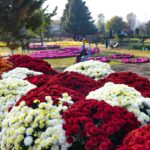 Chrysanthemum Garden Adds Colour to Kashmir’s Autumn