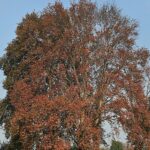 Harud: Kashmir’s Season of Colour, Memory, and Quiet Joy