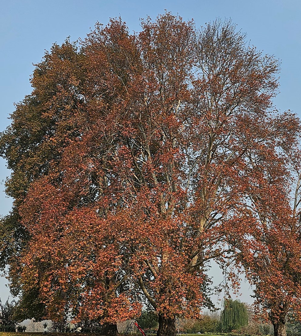 Harud: Kashmir’s Season of Colour, Memory, and Quiet Joy