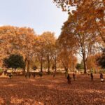 Kashmir’s Golden Pause