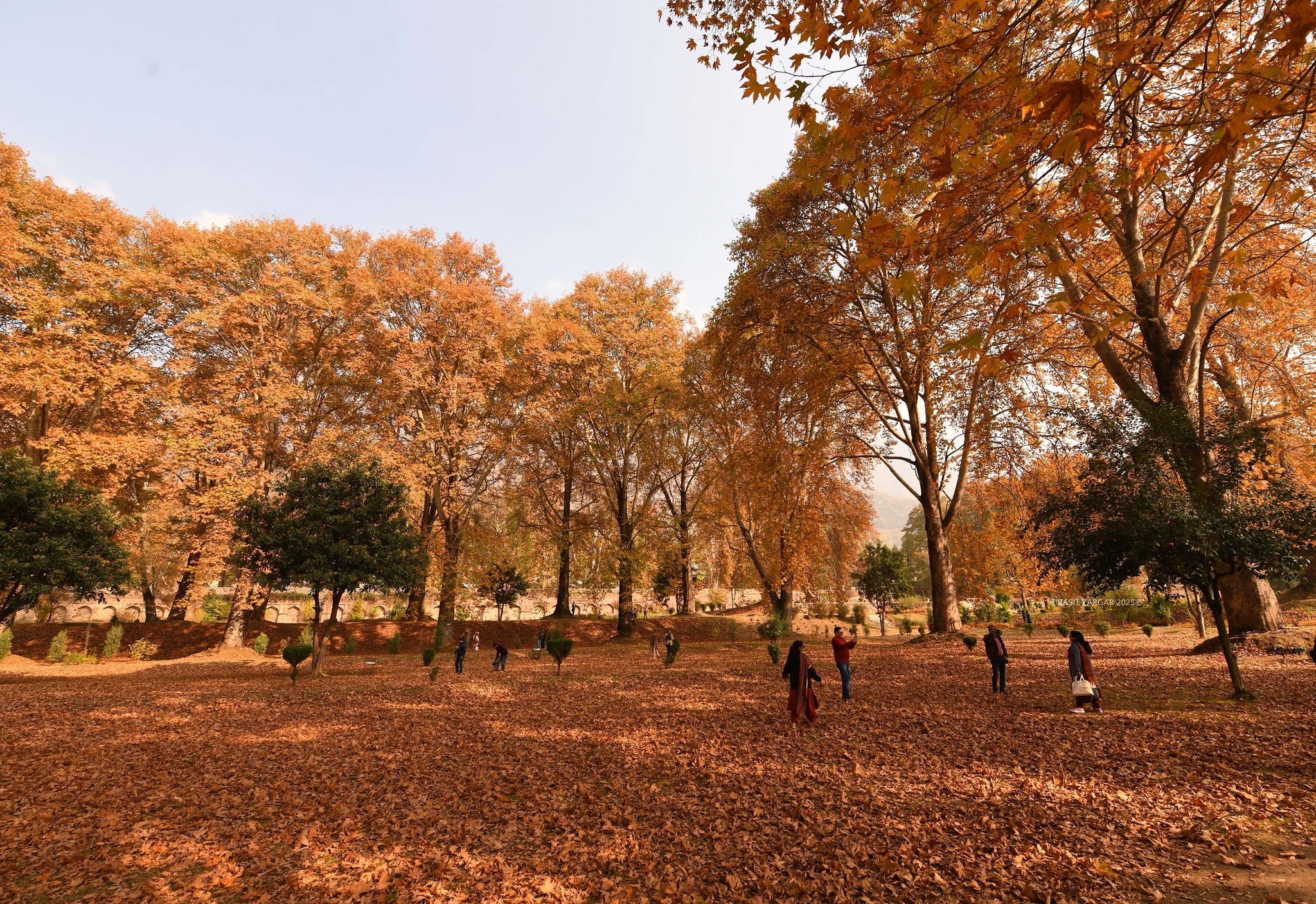 Kashmir’s Golden Pause