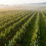 Kashmir’s High-Density Apple Boom