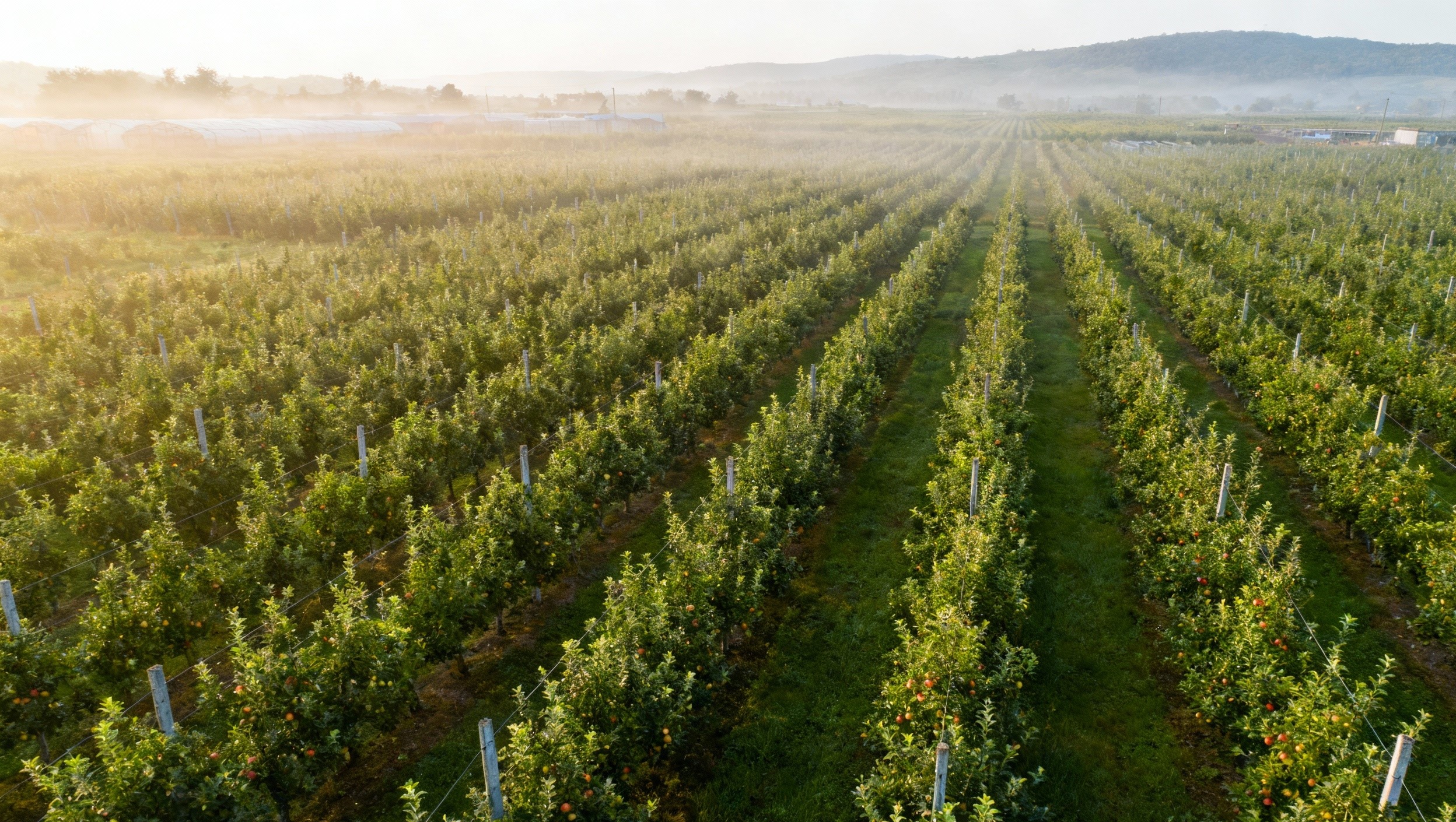 Kashmir’s High-Density Apple Boom