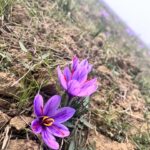 Kashmir’s Saffron on the Brink