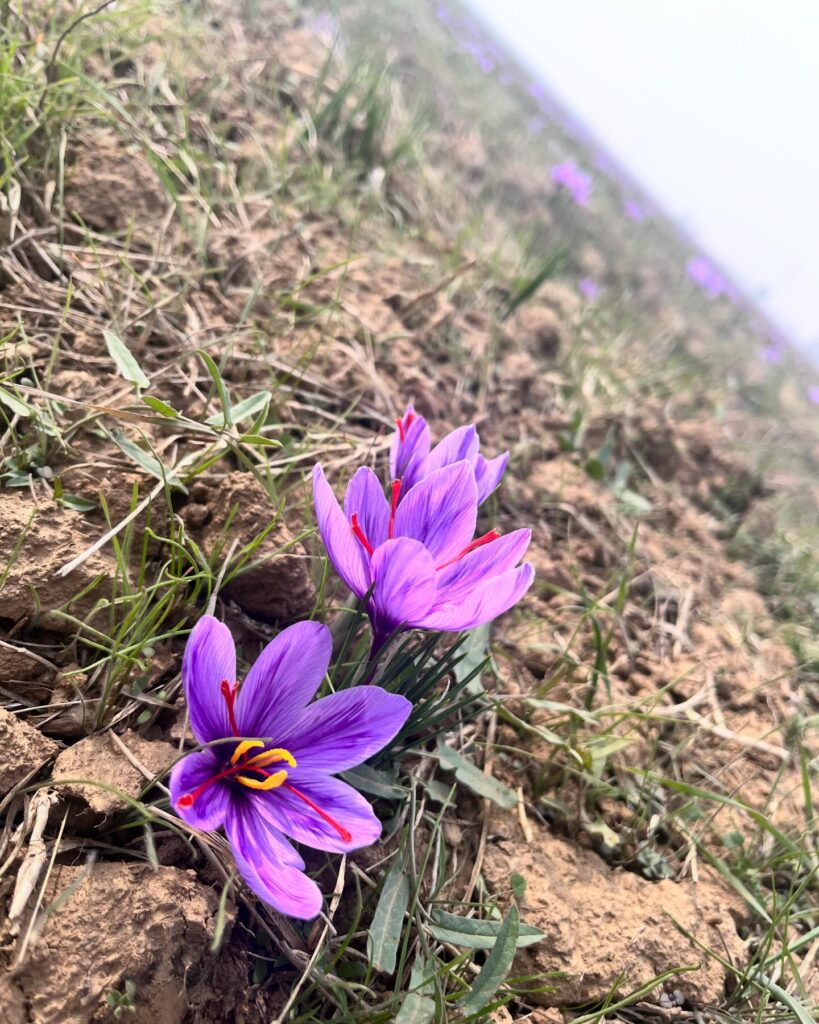 Kashmir’s Saffron on the Brink
