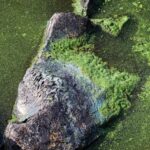 The Green Machine Fighting Climate Change