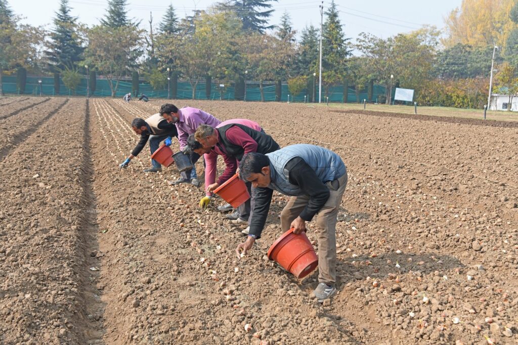 Tulip Garden Gears Up for 2026 Bloom