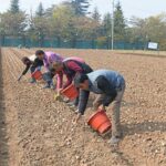 Tulip Garden Gears Up for 2026 Bloom