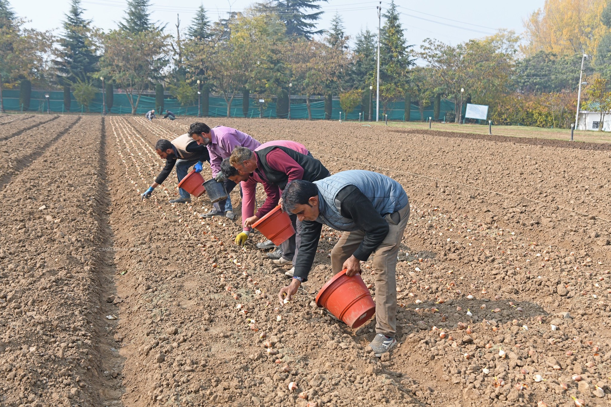 Tulip Garden Gears Up for 2026 Bloom