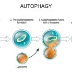 Ramadan: A Cellular and Spiritual Reset