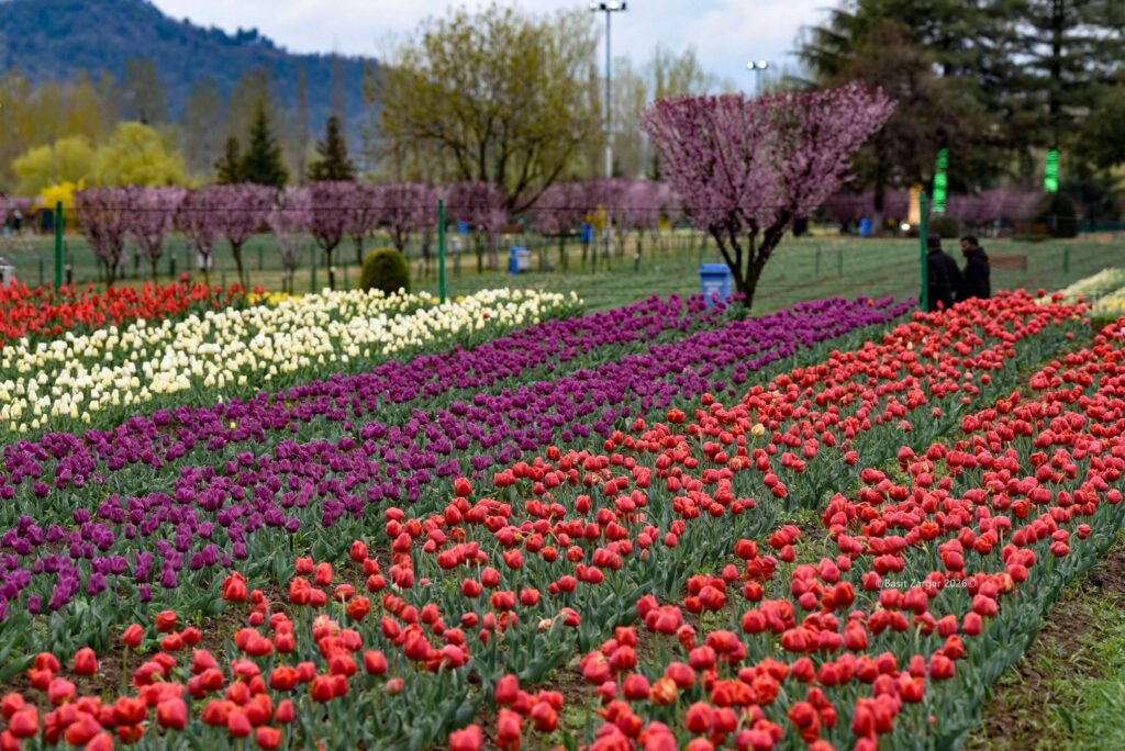With 1.8 Million Blooms, Kashmir Kicks Off Tourism Season