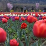 With 1.8 Million Blooms, Kashmir Kicks Off Tourism Season
