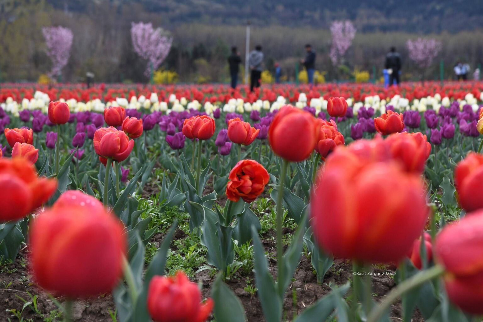 With 1.8 Million Blooms, Kashmir Kicks Off Tourism Season