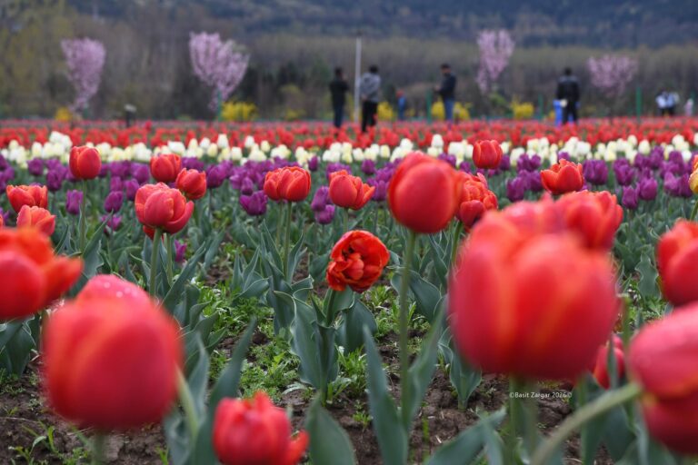 With 1.8 Million Blooms, Kashmir Kicks Off Tourism Season